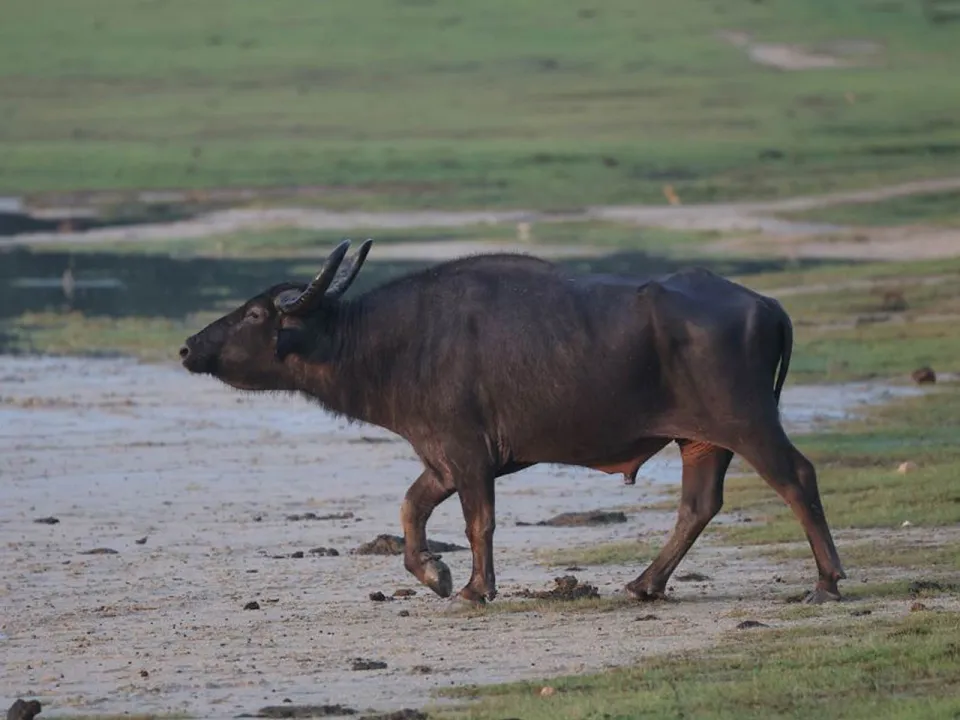 Our Guide To Kumana National Park In Sri Lanka Slider View 14 — Our Guide to: Kumana National Park in Sri Lanka