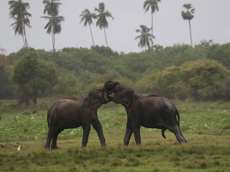 When to Visit: Seasons & The Best Time for Safaris — Our Guide To Kumana National Park In Sri Lanka Slider View 13