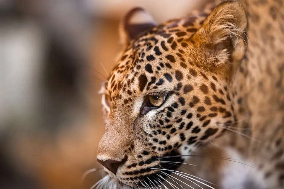 Wildlife of Sri Lanka — I Stock