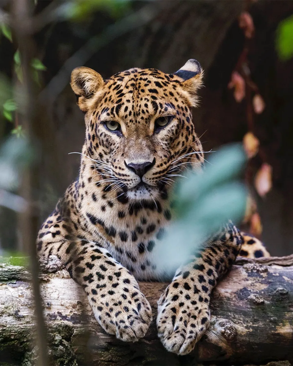 The Best National Parks in Sri Lanka and When to Go — travel article photograph