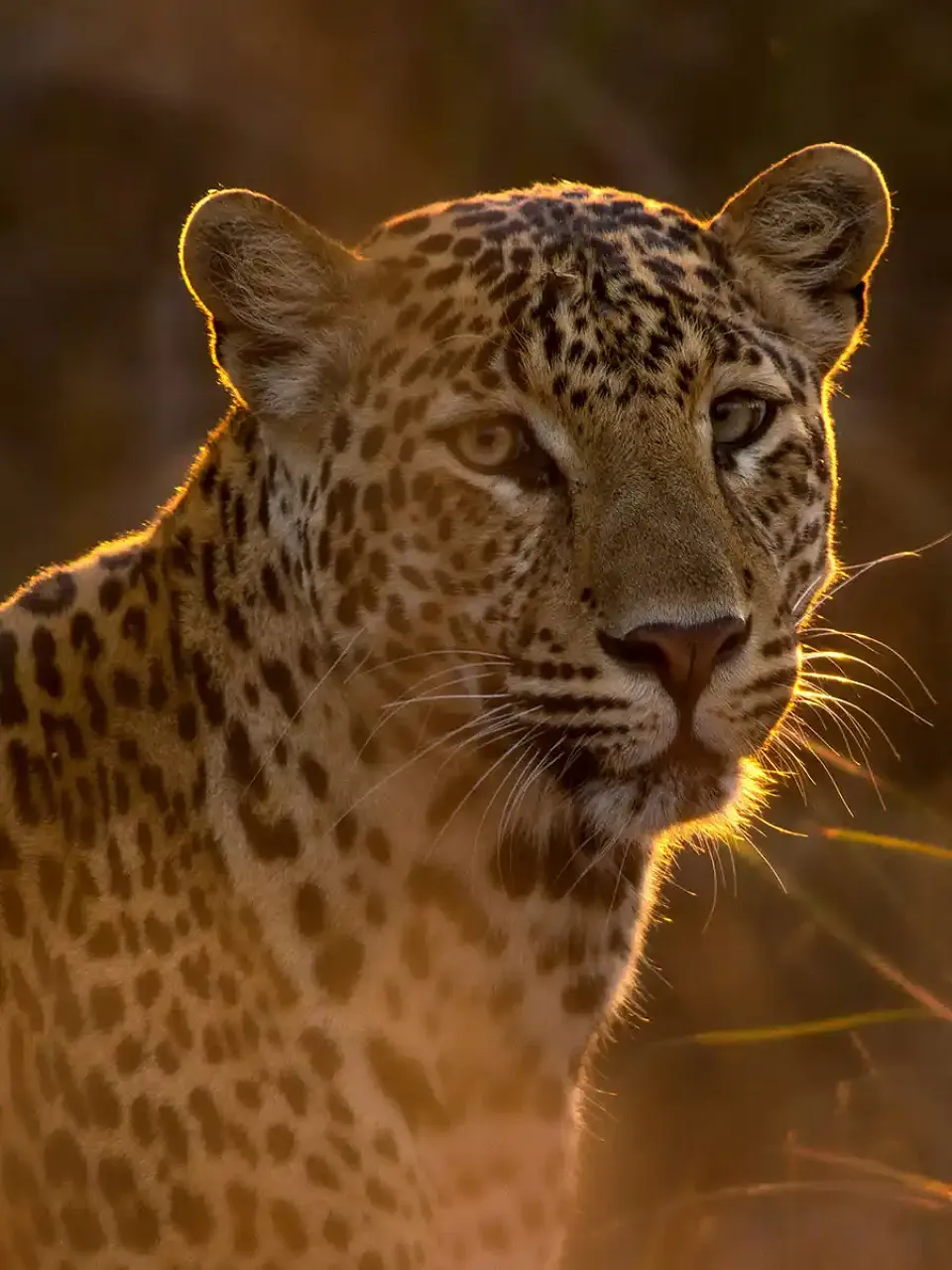 Wildlife and Wilderness inspiration, left view