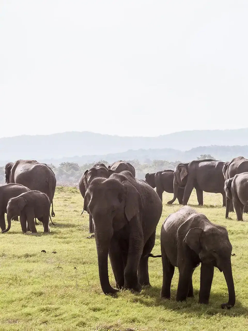 Wildlife and Wilderness inspiration, right view