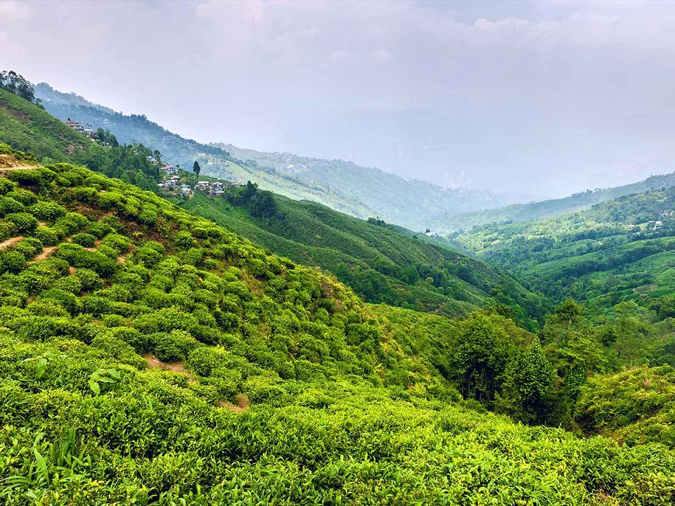 Read next — Tea Plant