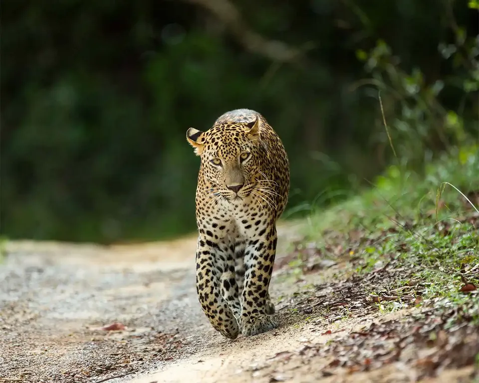Best Time to Visit Yala National Park in Sri Lanka — Yala View 3