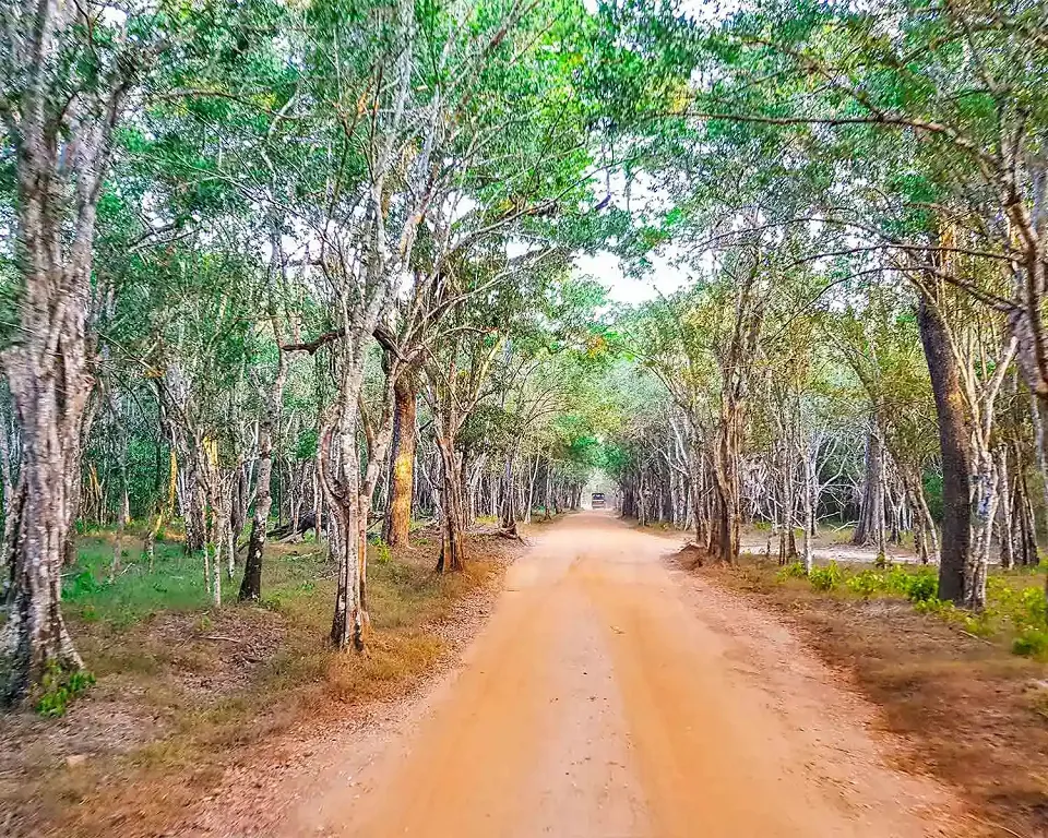 Best Time to Visit Wilpattu National Park in Sri Lanka — Wilpattu View 3