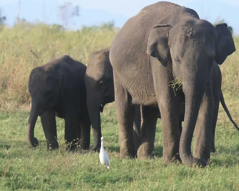 Gal Oya National Park, Sri Lanka — Gal Oya National View 2