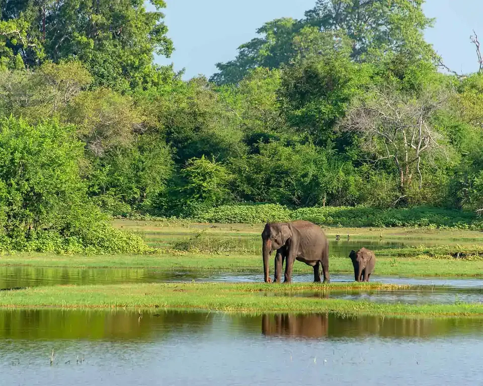 Best Time to Visit Uda Walawe National Park in Sri Lanka — Uda Walawe View 1