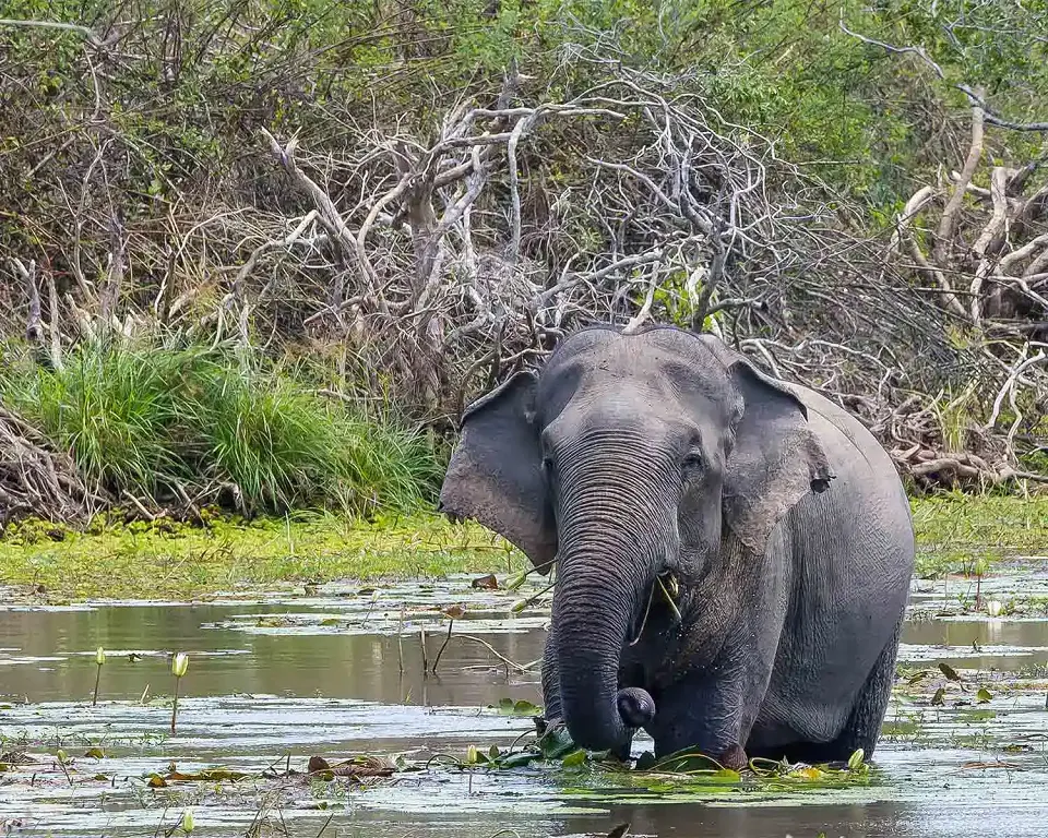 Kumana National Park, Sri Lanka — Kumana