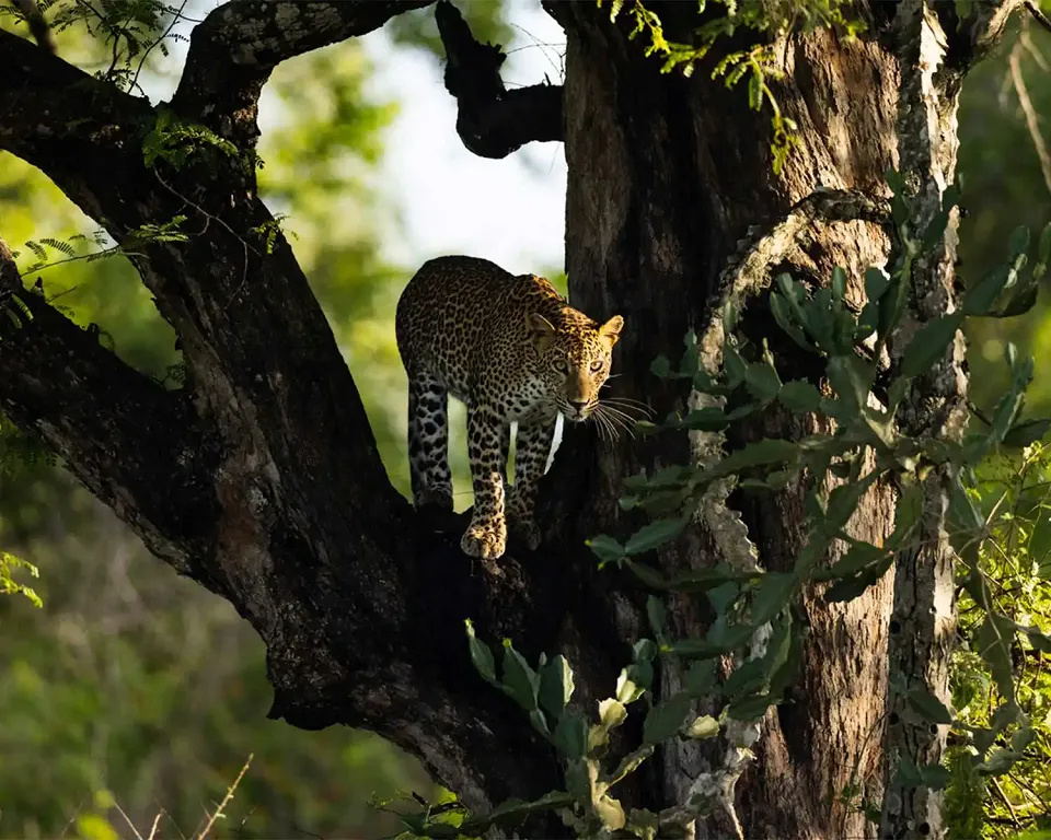 Best Time to Visit Kumana National Park in Sri Lanka — Kumana View 2