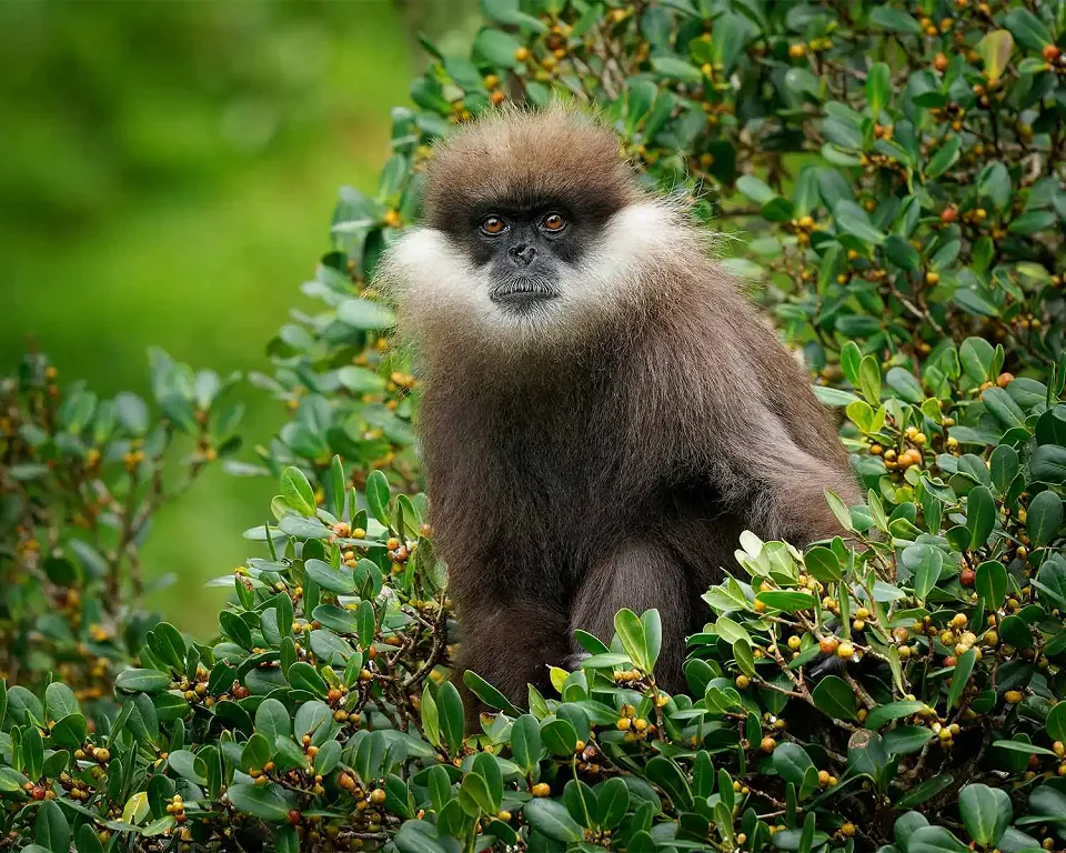 Sinharaja Forest Reserve, Sri Lanka — Sinharaja View 1