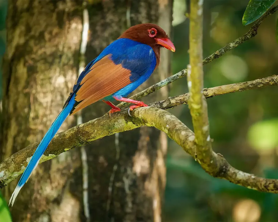 Sinharaja Forest Reserve, Sri Lanka — Sinharaja View 2