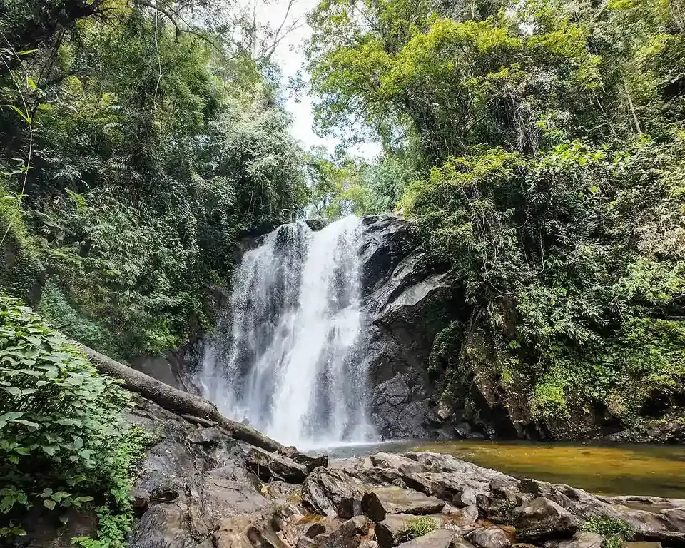 Best Time to Visit Sinharaja Forest Reserve in Sri Lanka — Sinharaja View 3