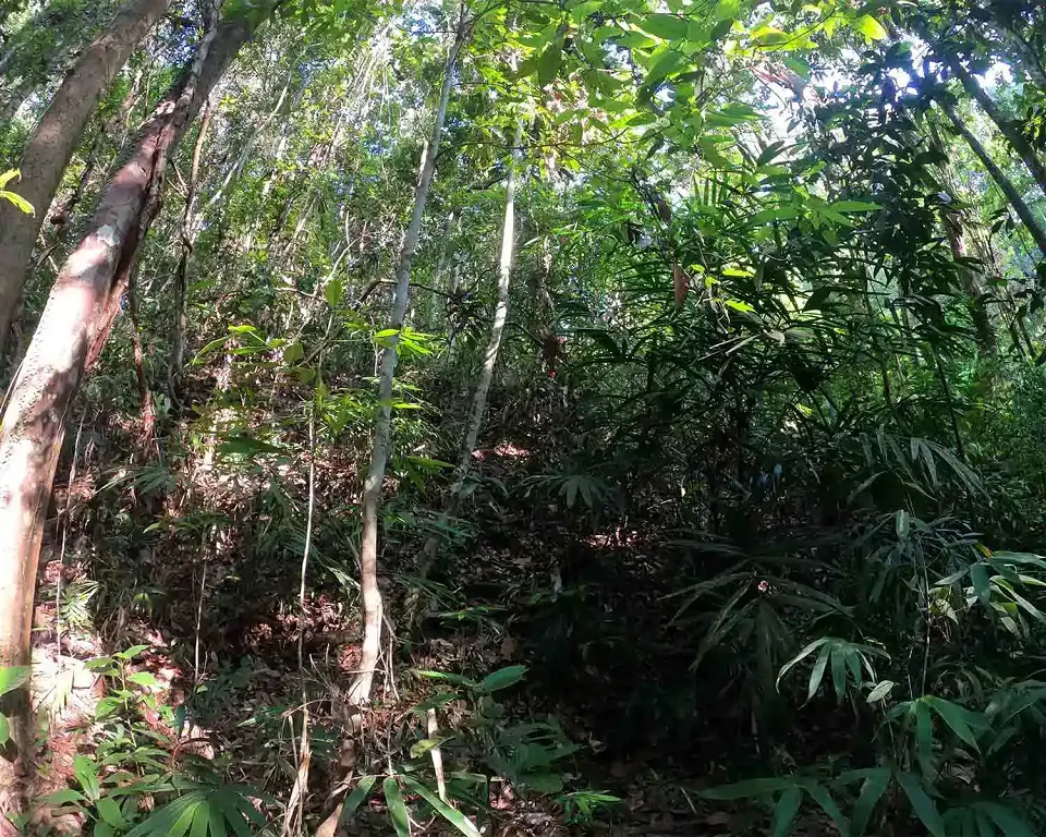 Best Time to Visit Sinharaja Forest Reserve in Sri Lanka — Sinharaja View 4