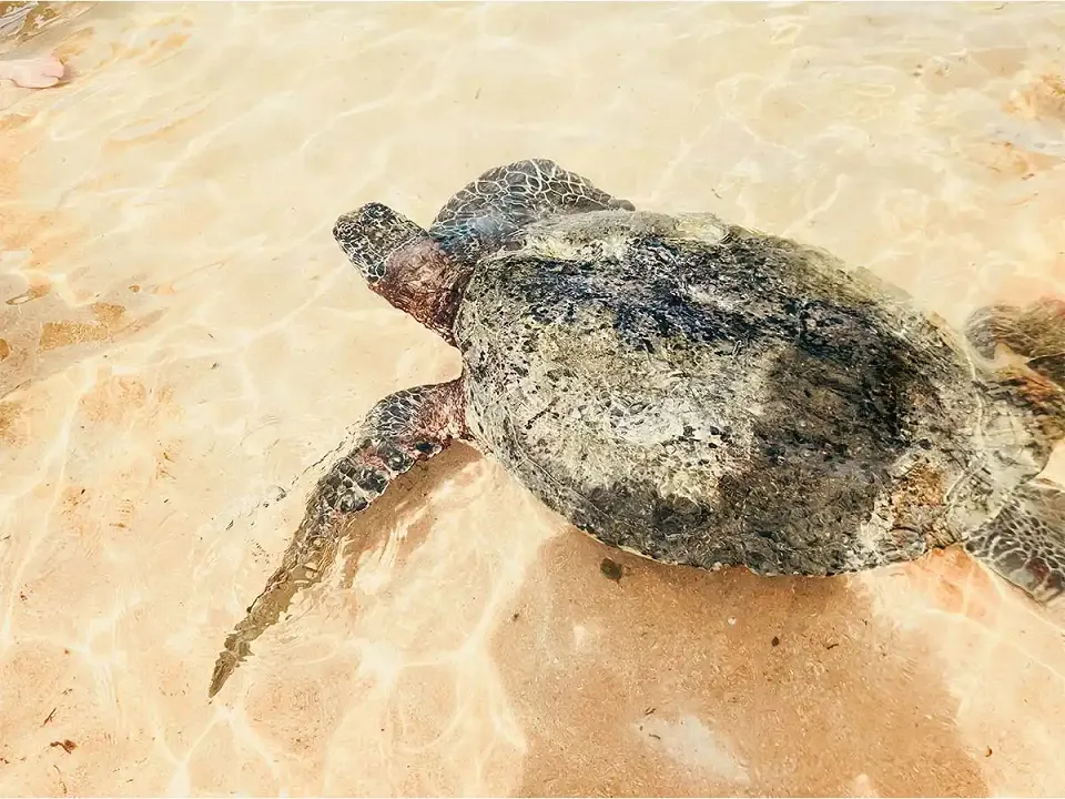 Our tips for where to stay on Tangalle Beach — Tangalle Turtle