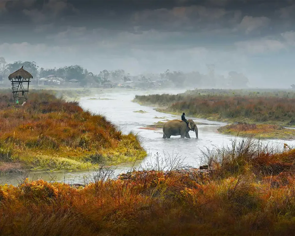 Asian elephant crossing a river in Chitwan National Park