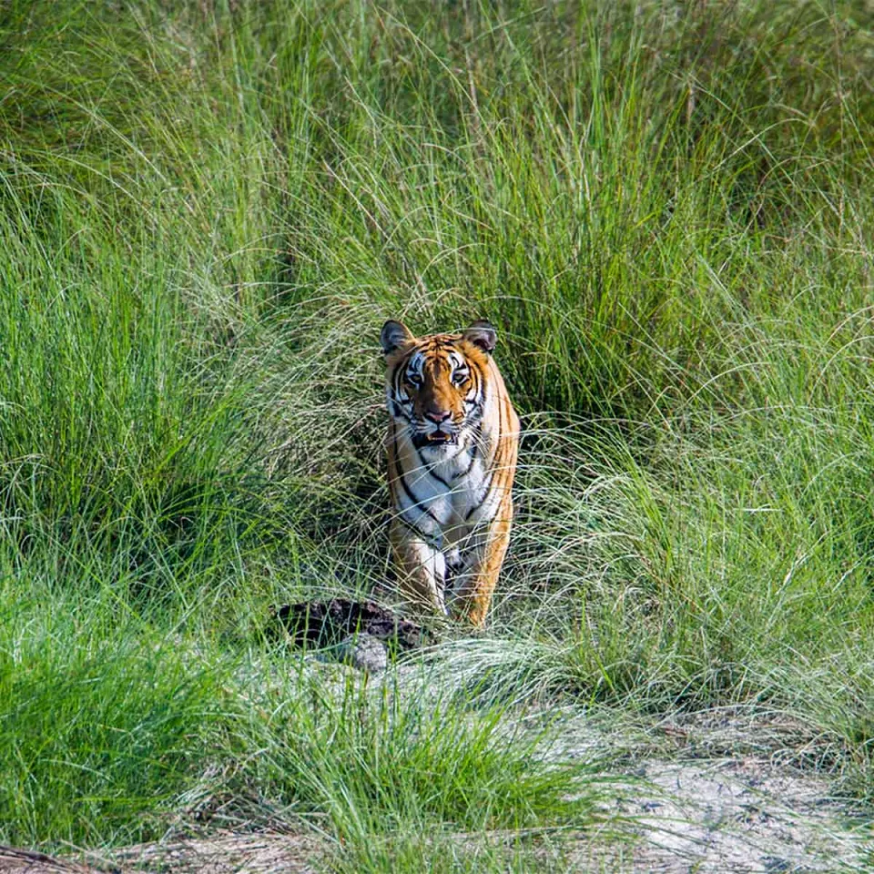 The Terai (Lowlands) — travel photograph