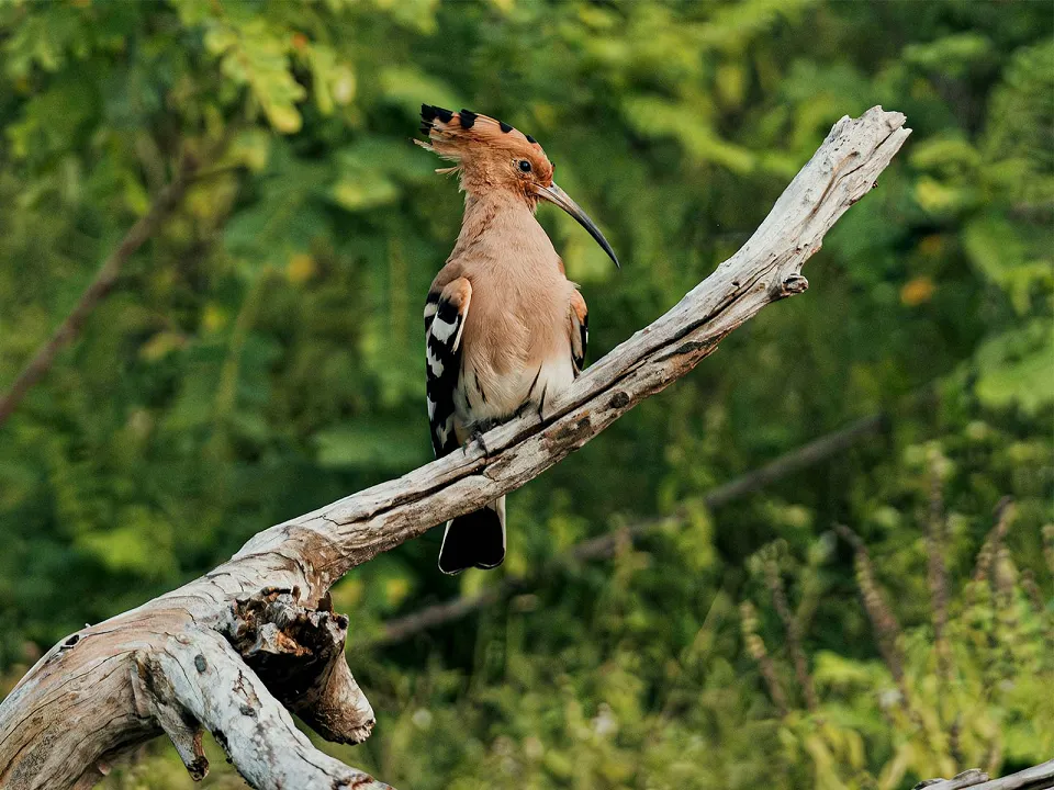 Birds in Sri Lanka: when to go and where to find the island's best — travel article photograph