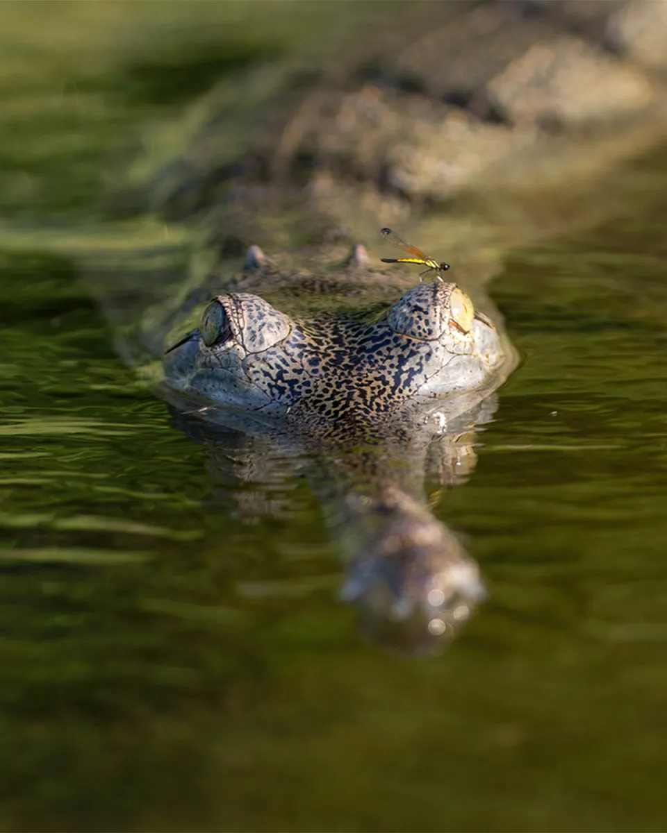 What to See at Chitwan National Park: Wildlife Guide — travel article photograph