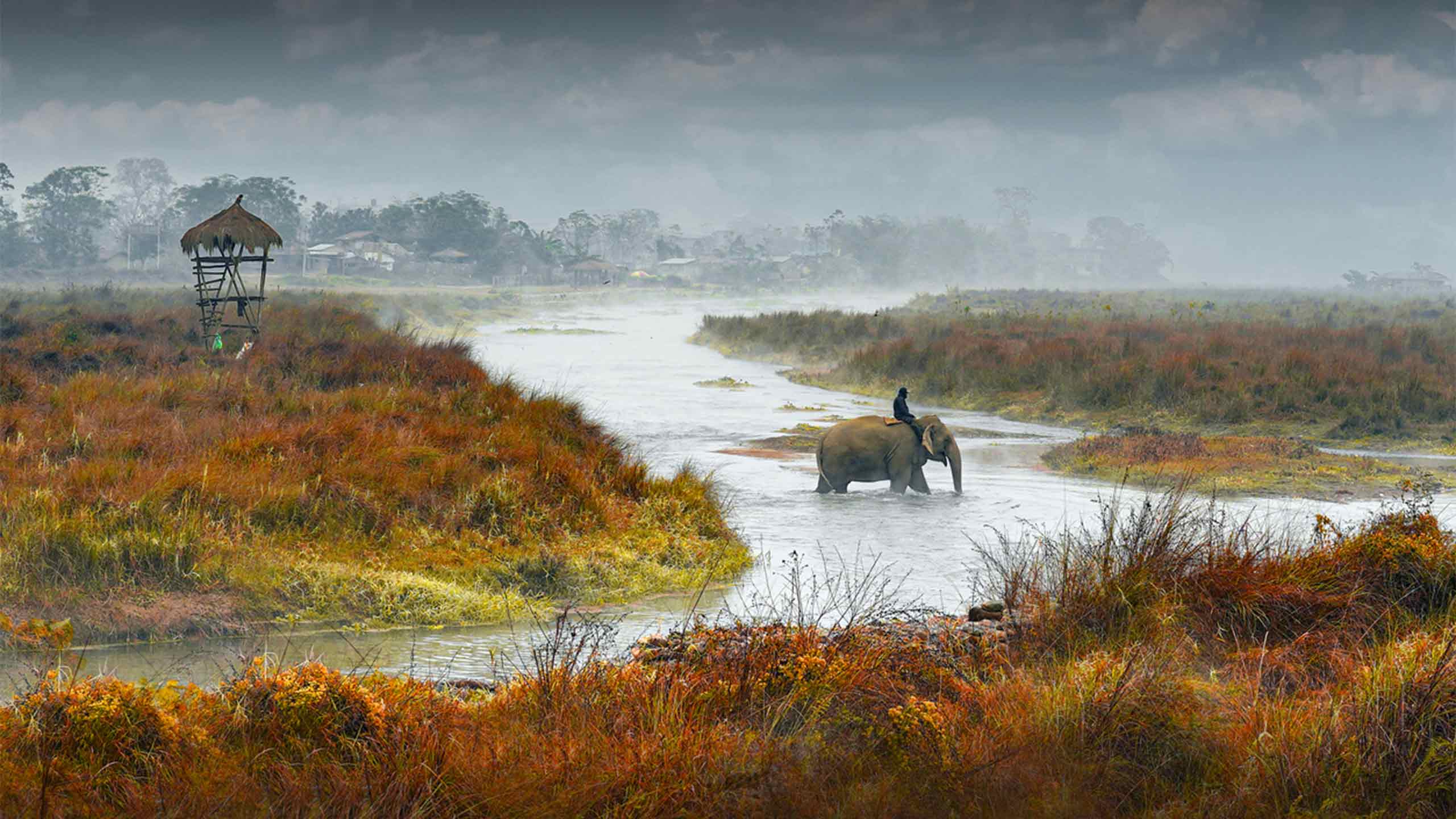 A greater one-horned rhinoceros in the grasslands of Chitwan National Park, Nepal
