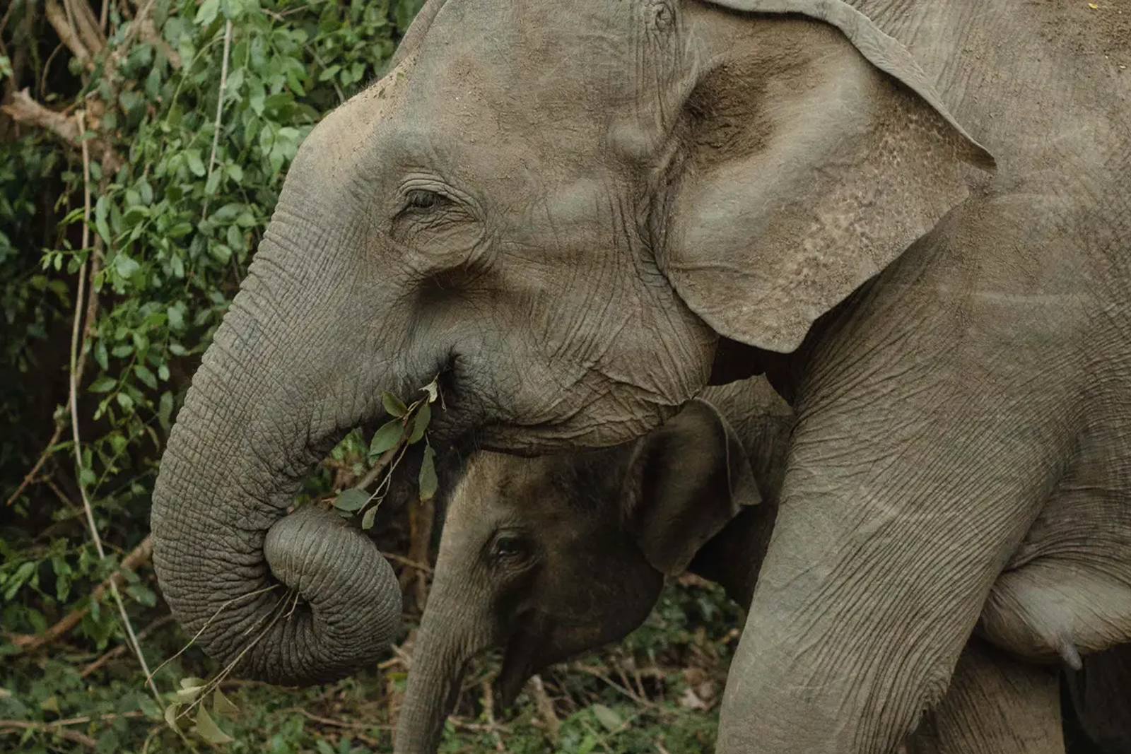 elephants eating — Searching For Elephants In One Of Sri Lanka's Best Safari Lodges