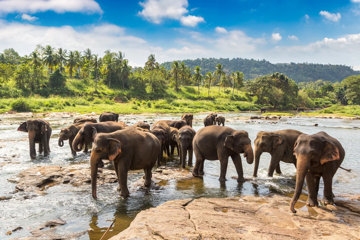 group-of- elephants — Uga Ulagalla: An Unforgettable Stay Among Sri Lanka’s Wild Elephants