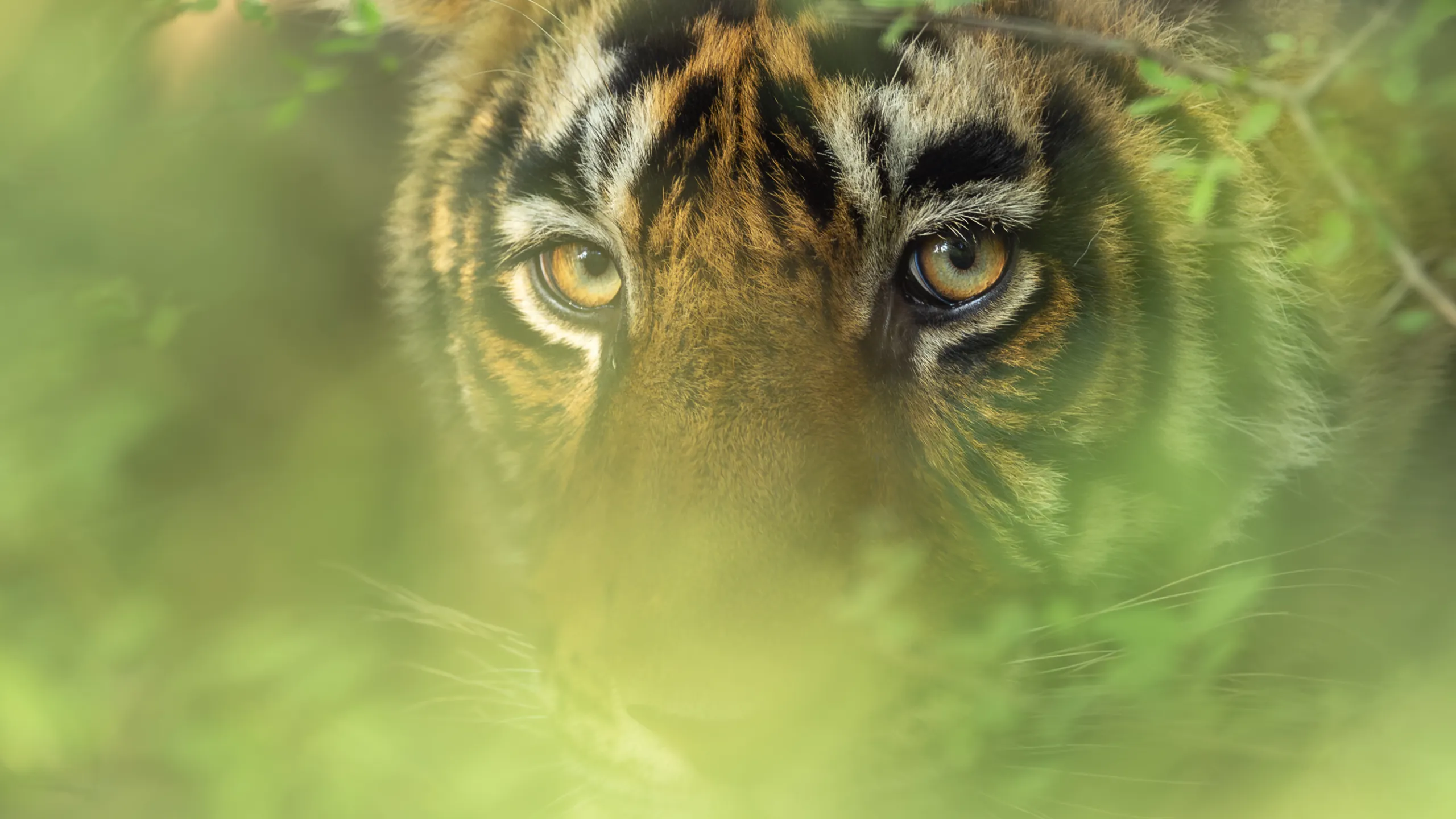 Dudhwa National Park — hero photograph