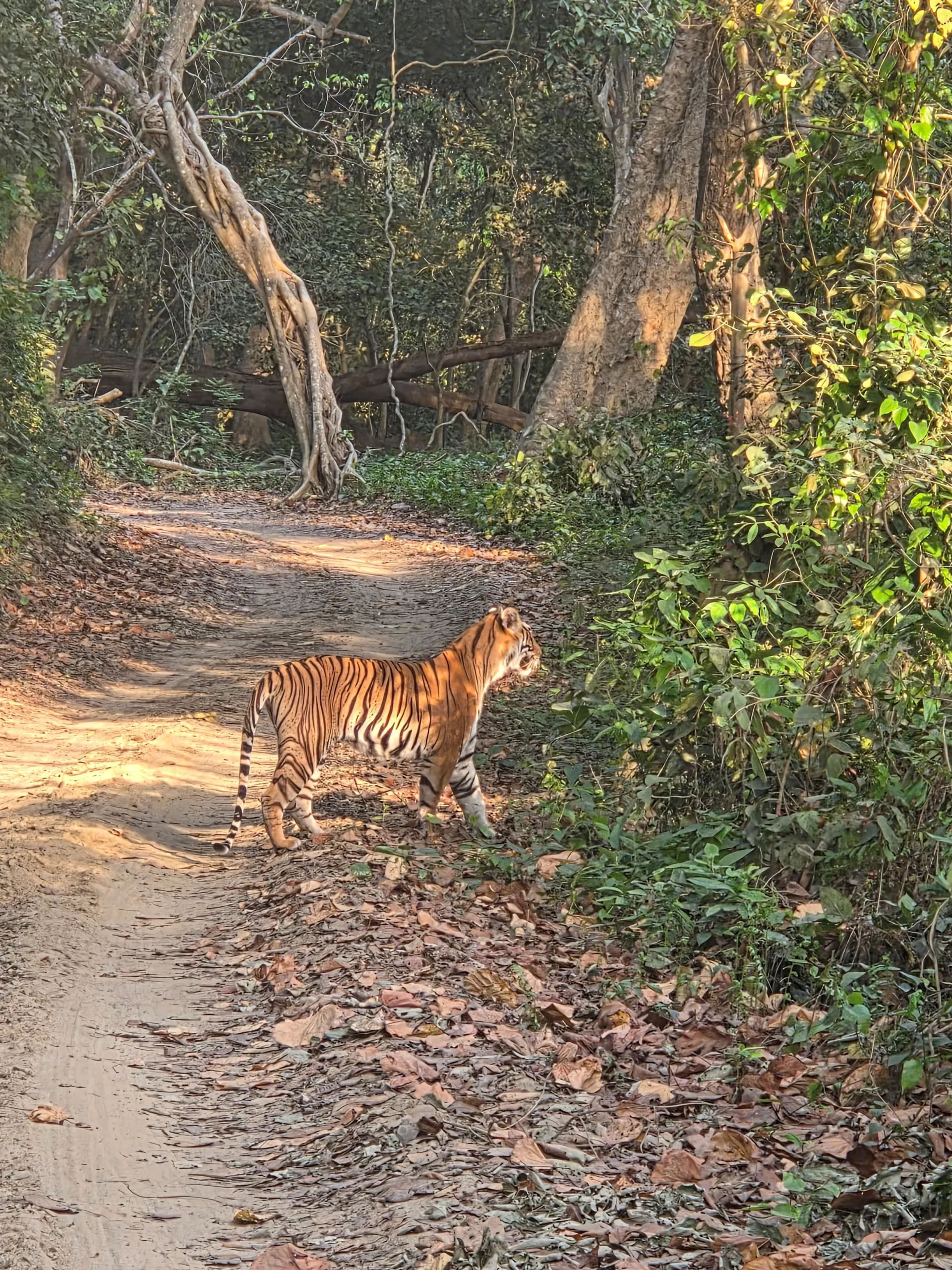 A tiger standing on a woodland track in Dudhwa National Park