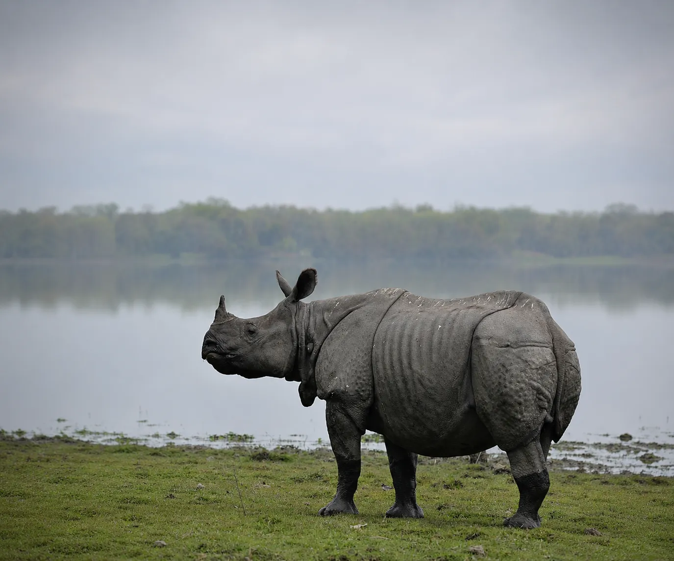 A one-horned rhinoceros beside a lake in Dudhwa National Park