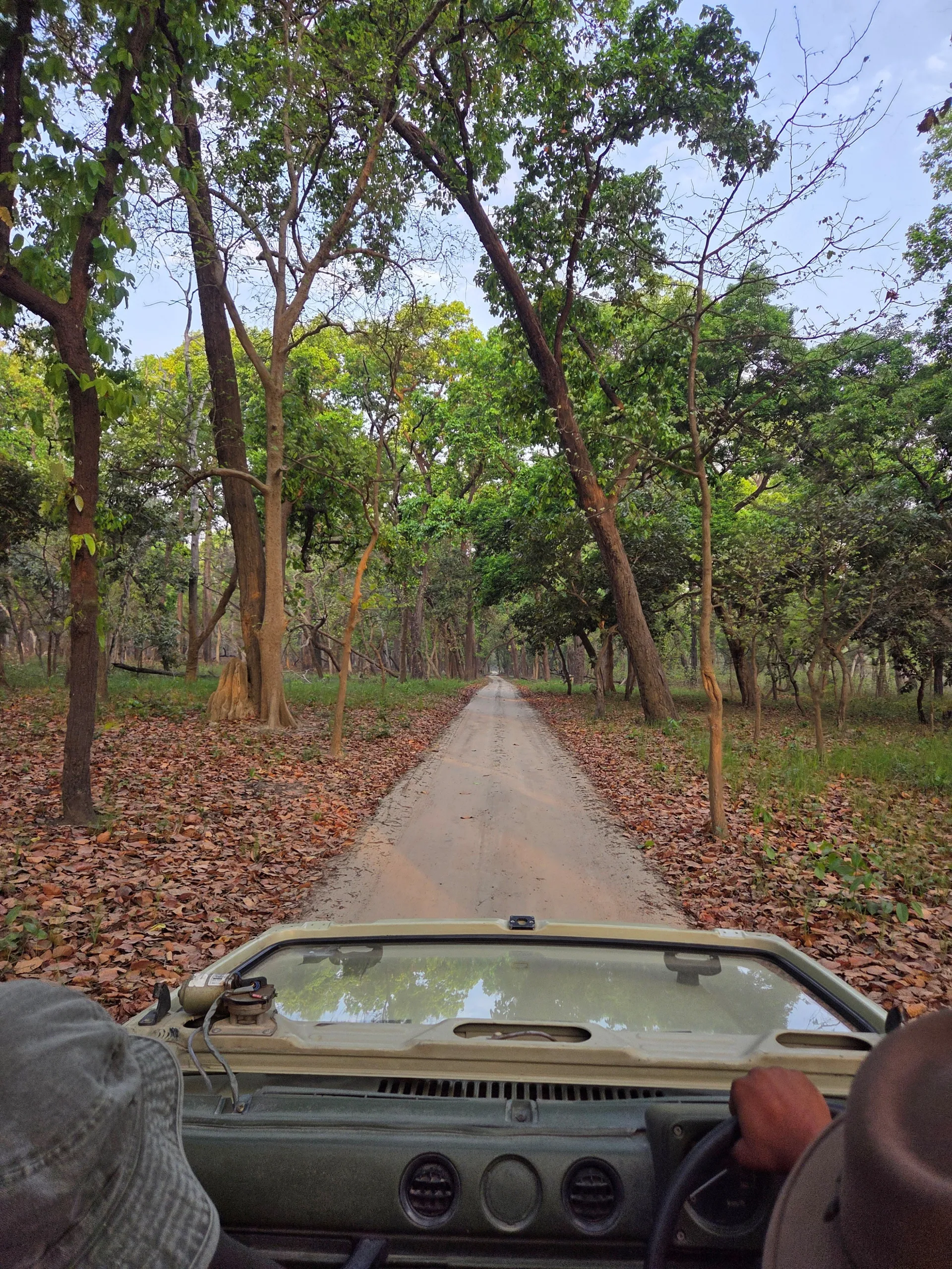 View from a safari jeep along a forest track in Dudhwa National Park
