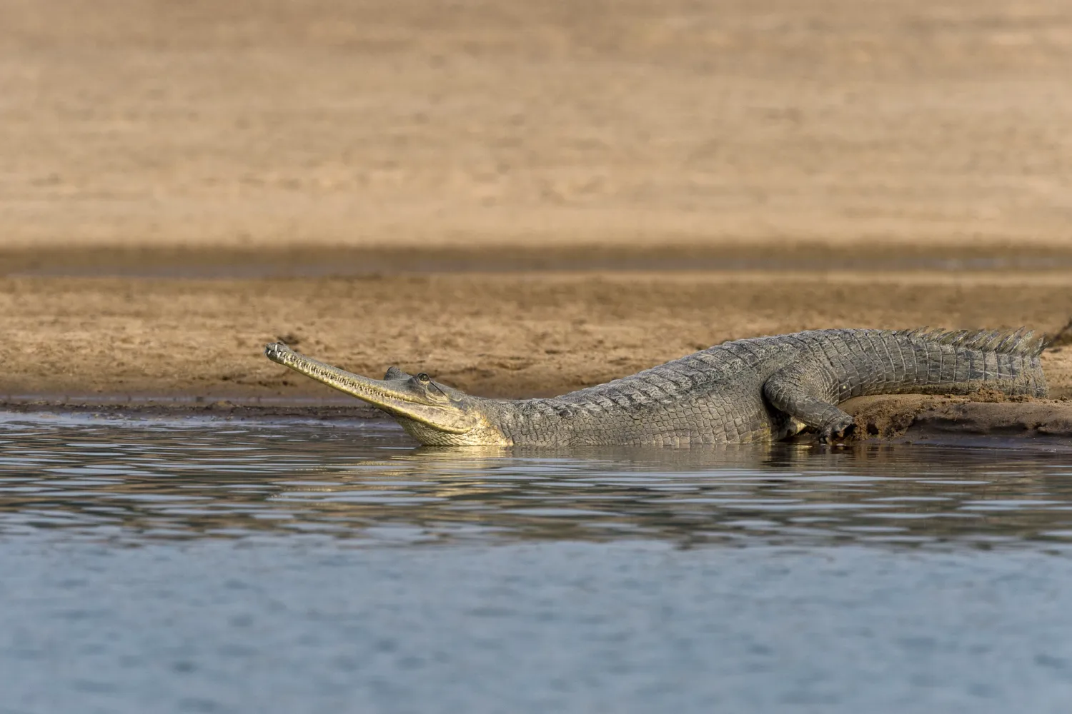 Gharials and river dolphins on Beyond the Taj: Uttar Pradesh