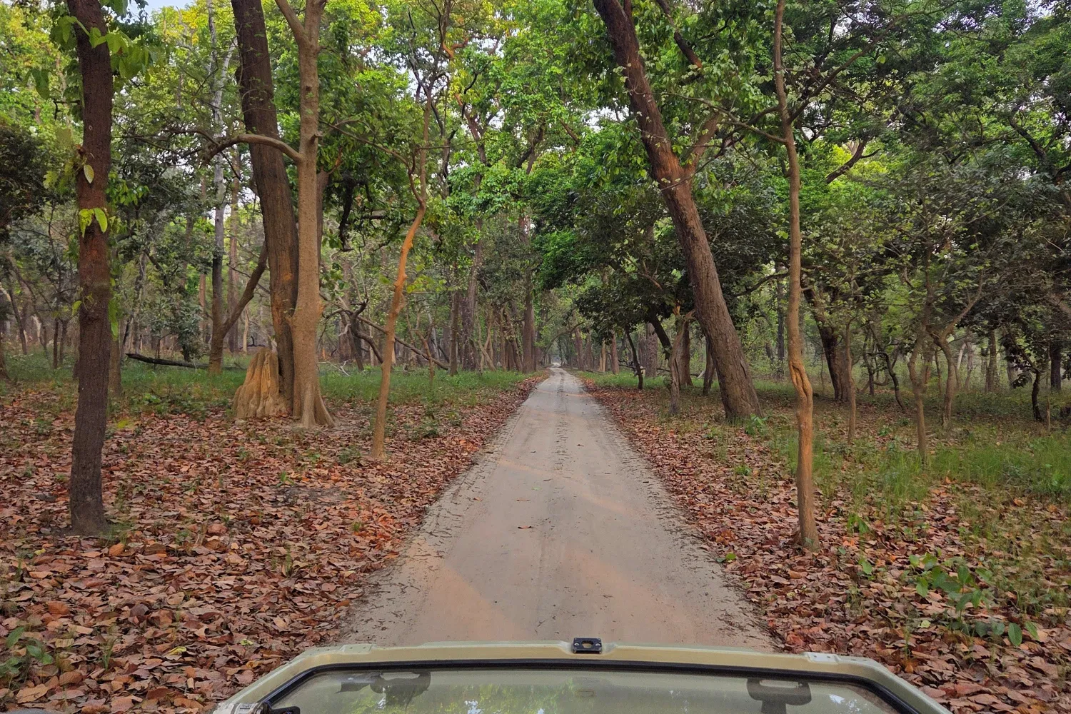 Into the Terai on Beyond the Taj: Uttar Pradesh