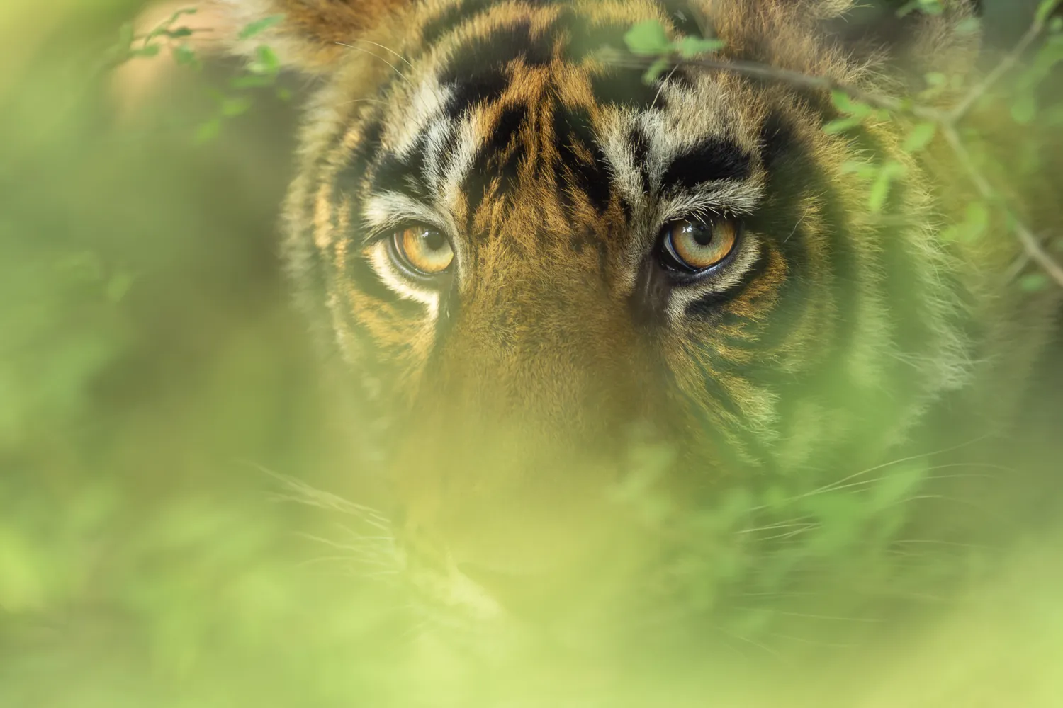 On the trail of tigers on Beyond the Taj: Uttar Pradesh