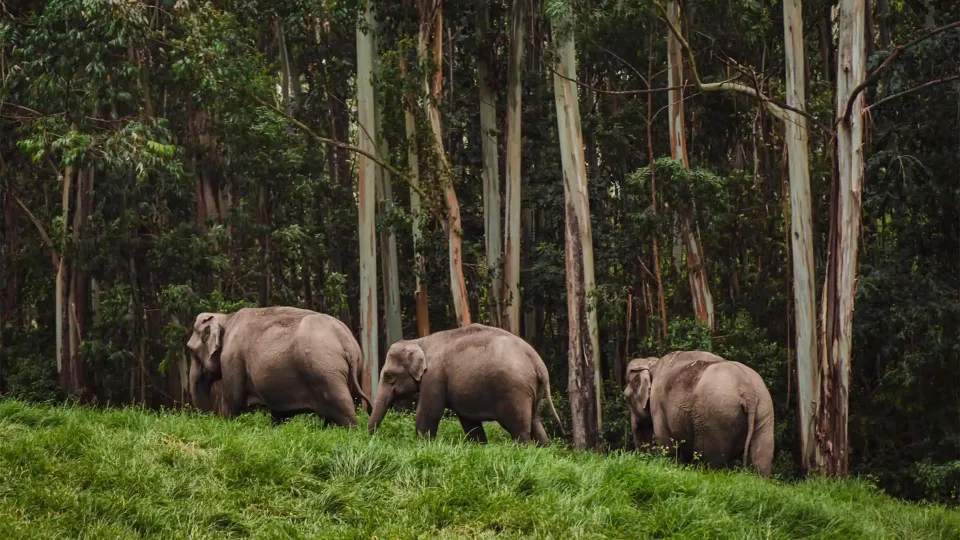 Nature and Wildlife in India