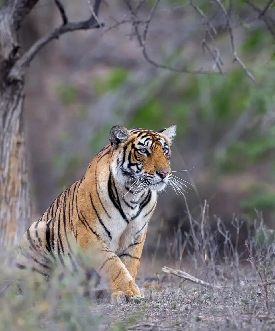 Nature and Wildlife in India — travel photograph