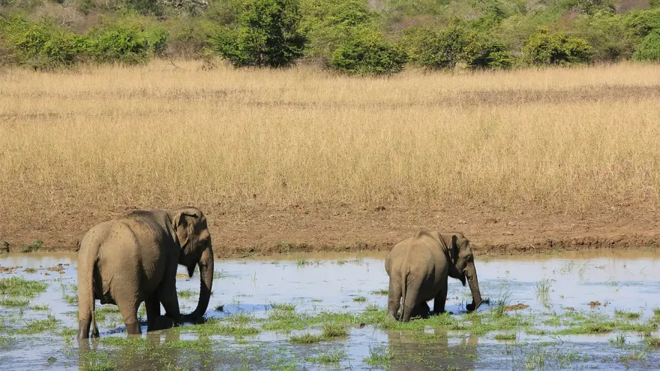 What wildlife can I see in Sri Lanka? — Nature And Wildlife