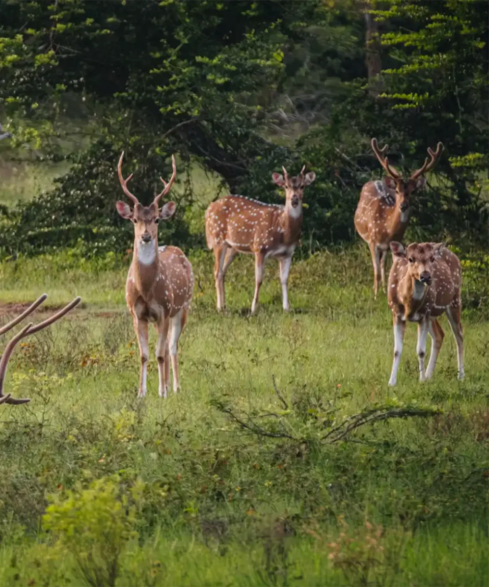 Nature and Wildlife — travel photograph