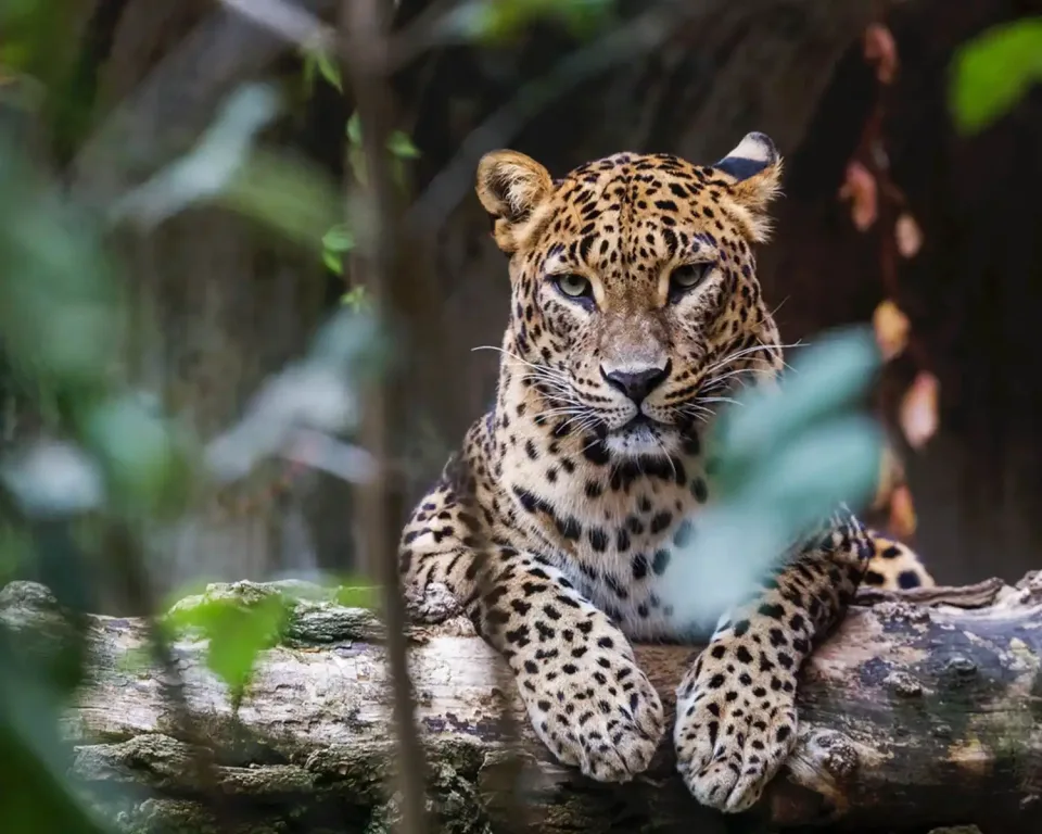 Why choose Sri Lanka for your honeymoon? — Honeymoons In Sri Lanka Gallery View 11