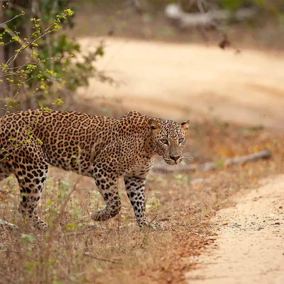 Leopard walking along a safari track in Sri Lanka