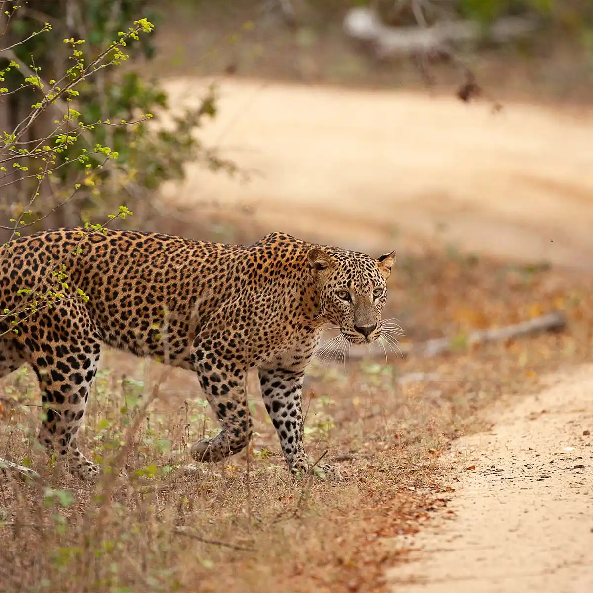 Leopard walking along a safari track in Sri Lanka