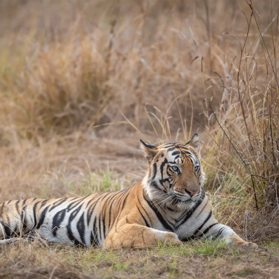 Tiger Safaris in Ranthambore — Teenagers Feature View 3