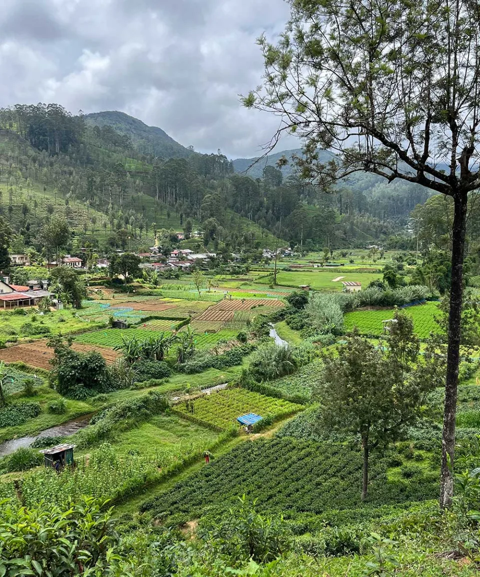 The Pekoe Trail Gallery View 7 — The Pekoe Trail