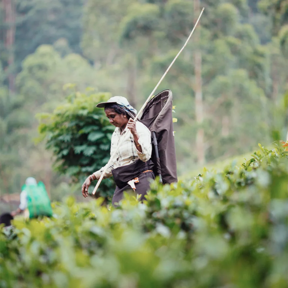 Tamil Heritage in the Tea Estates — The Tea Country Feature View 1