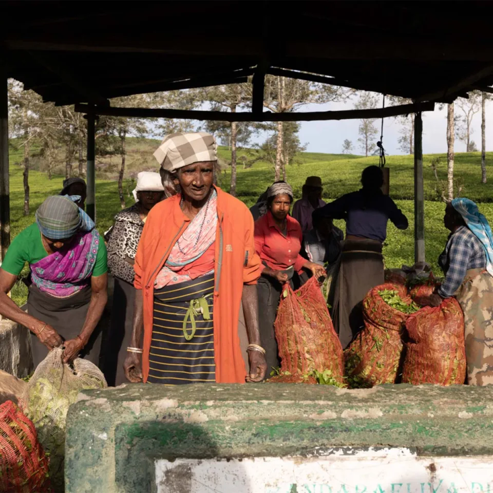 Supporting Tea Estate Communities — The Tea Country Feature View 2