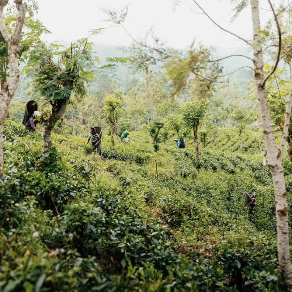Hatton: Gateway to the Highlands — The Tea Country Feature View 5
