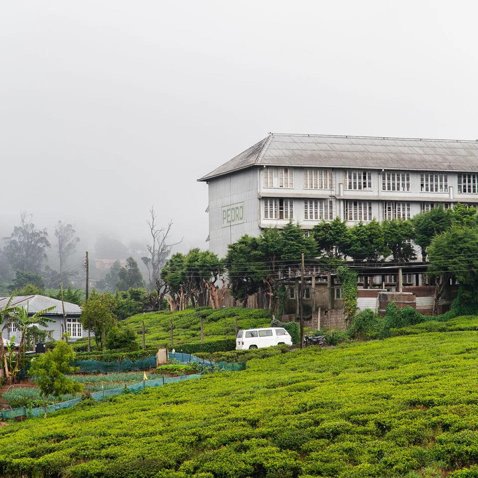 Nuwara Eliya: Little England in the Hills — The Tea Country Feature View 6