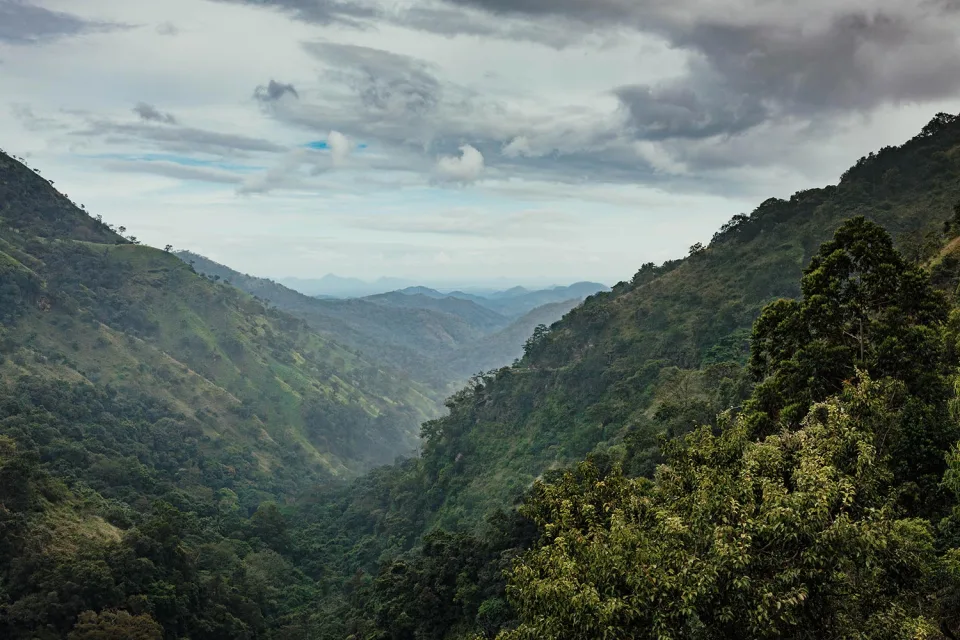 The Tea Country — The Tea Country Gallery View 1