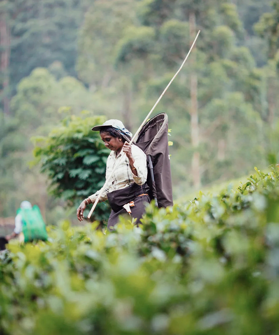 The Tea Country Gallery View 10 — The Tea Country