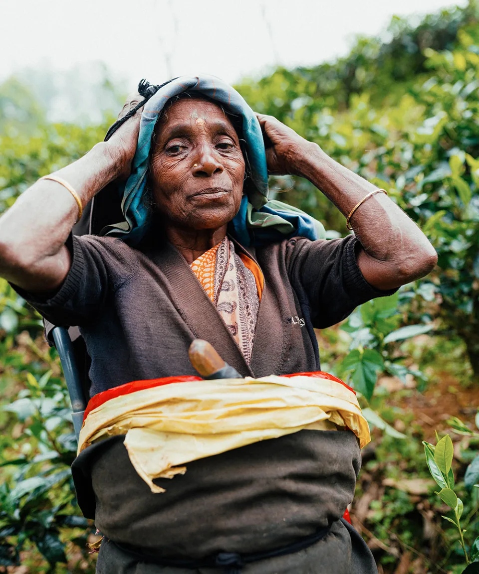 The Tea Country Gallery View 11 — The Tea Country