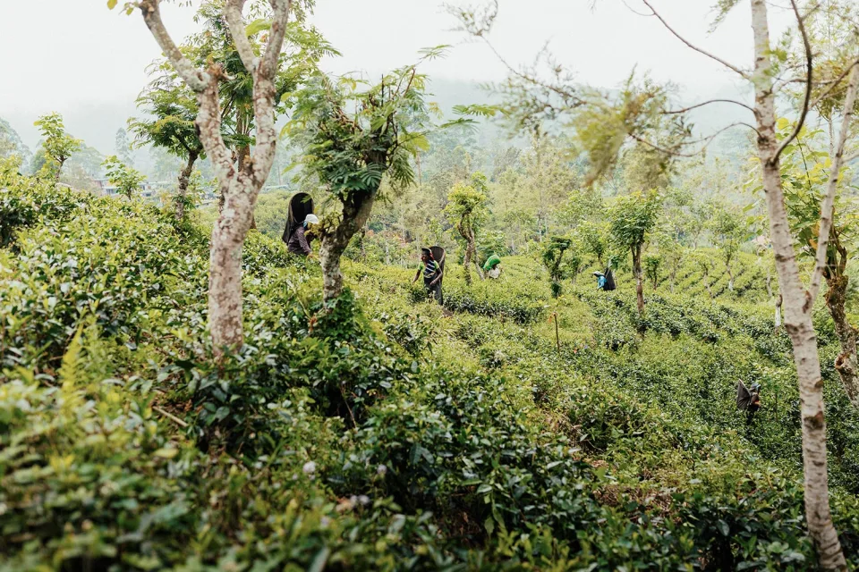 Tamil Heritage in the Tea Estates — The Tea Country Gallery View 12