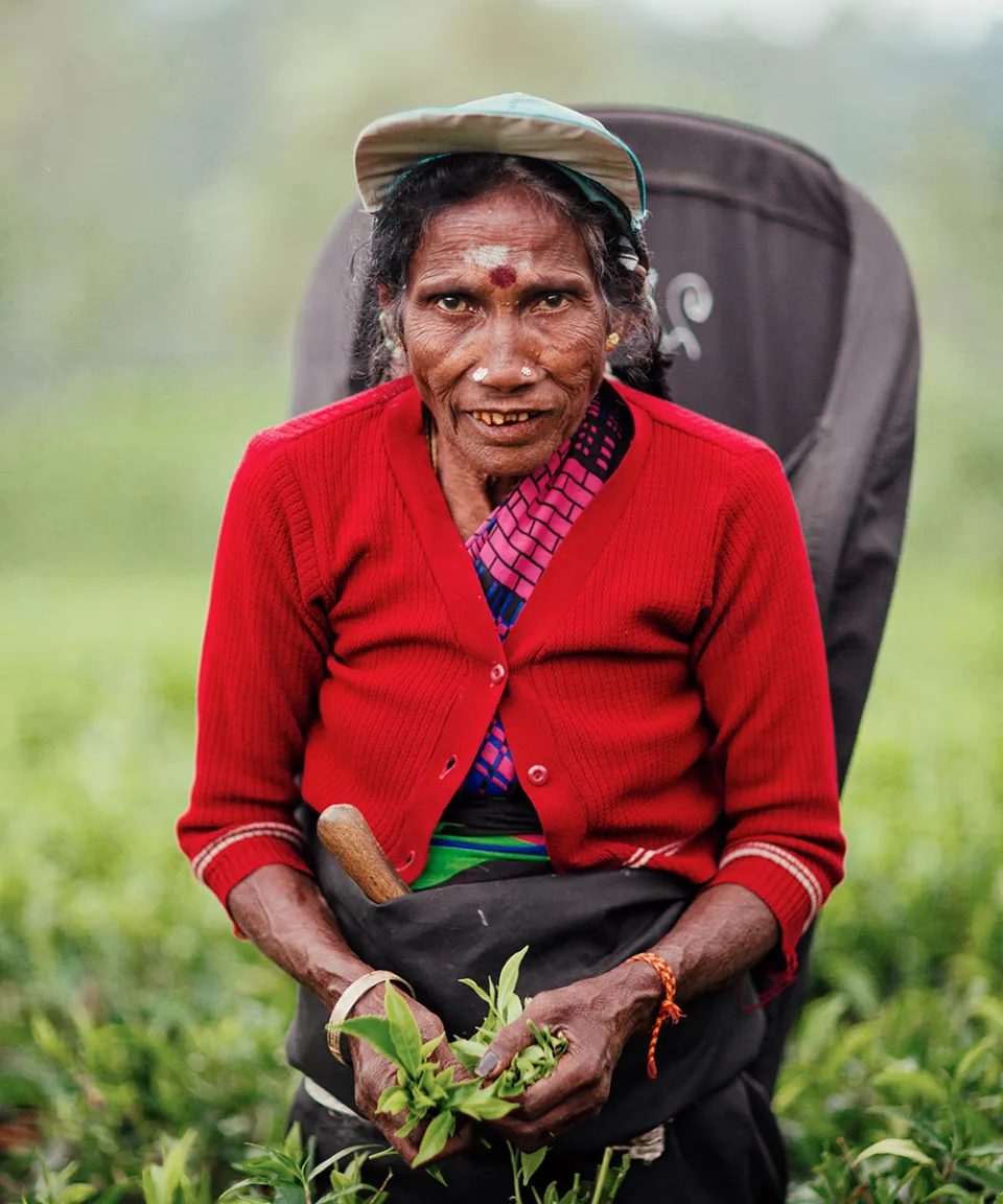 The Tea Country Gallery View 6 — The Tea Country